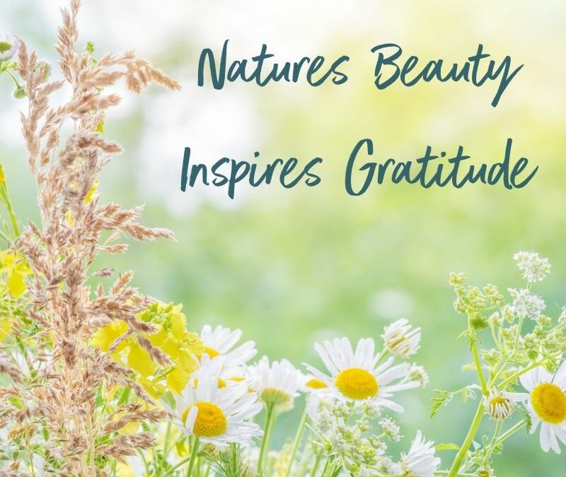 Nature’s Healing, Empowering and Insightful Power