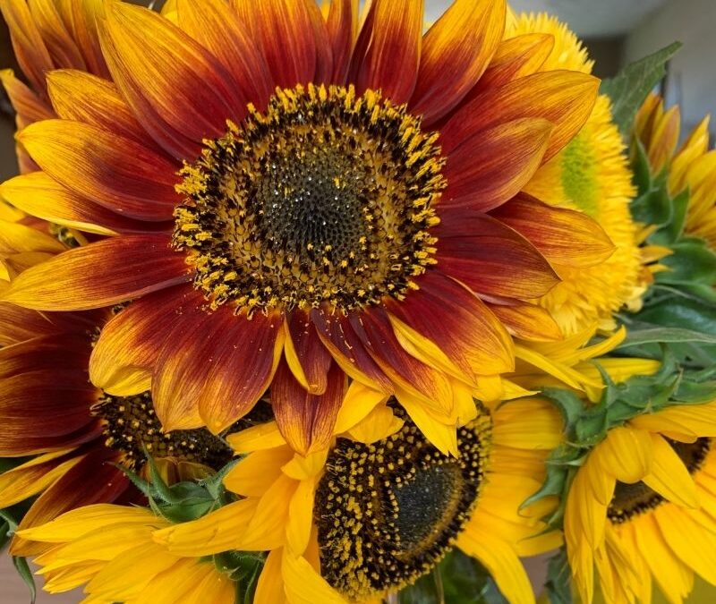 DIY: Learn How to Arrange Sunflowers